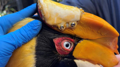 Extirpan con éxito un tumor cancerígeno a un ave y le colocan en la zona afectada una prótesis hecha con una impresora 3D